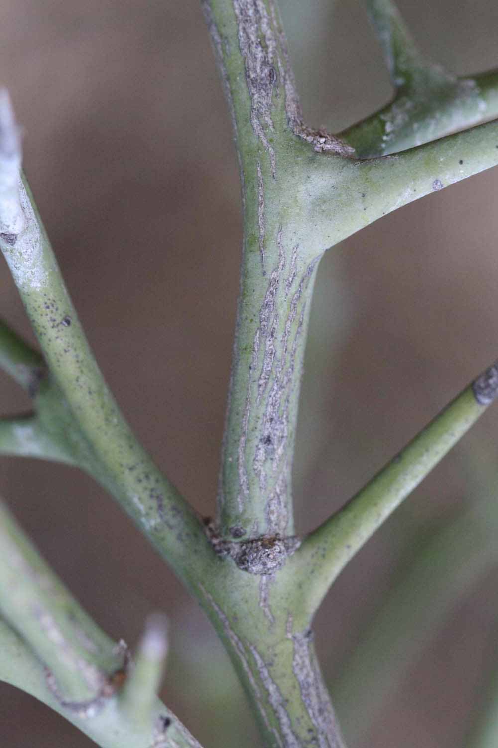              Second - third year twig (Riverside, CA)       